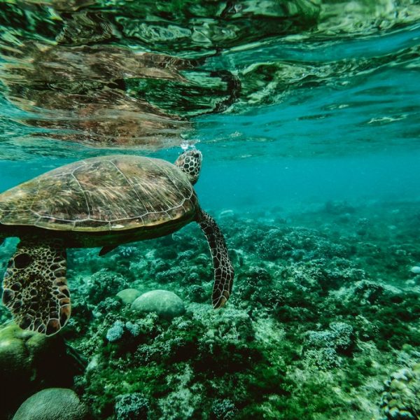 Guide To The Marine Turtle Life In Queensland